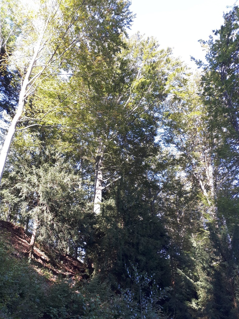 Päckli
