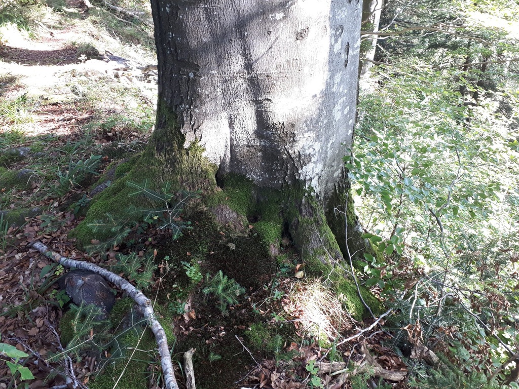 Riesenast-Buche
