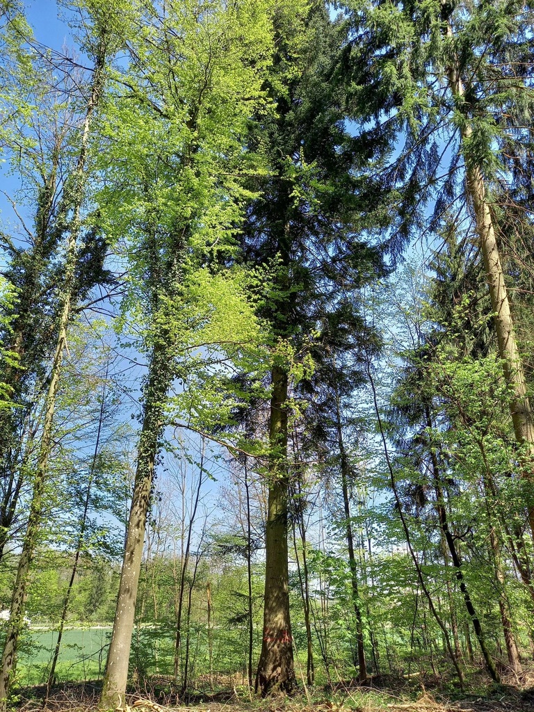 Zwirbel-Tanne