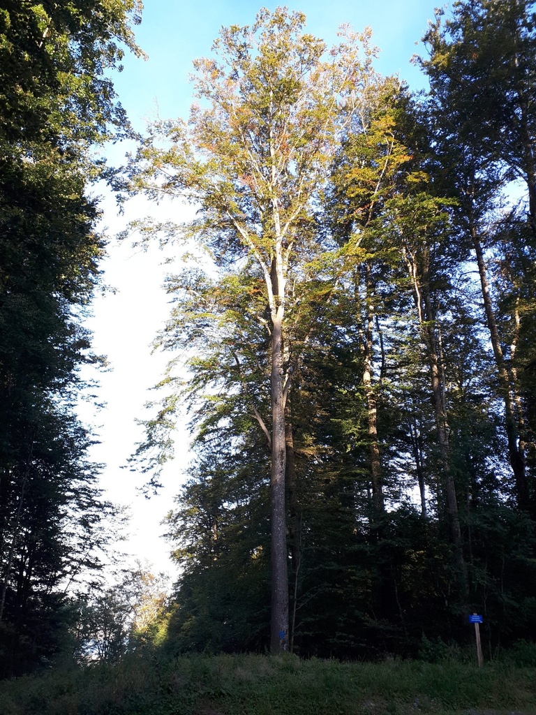 Kreuzbuche