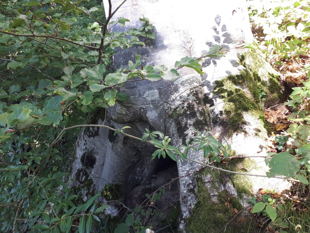 Abgrund-Buche