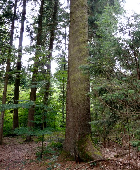 Die Fichte-aus-dem-Riesen-Wald