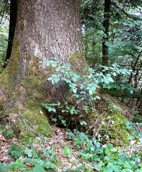 Riesen-Fichte