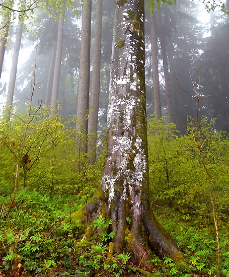 Regenwald-Buche