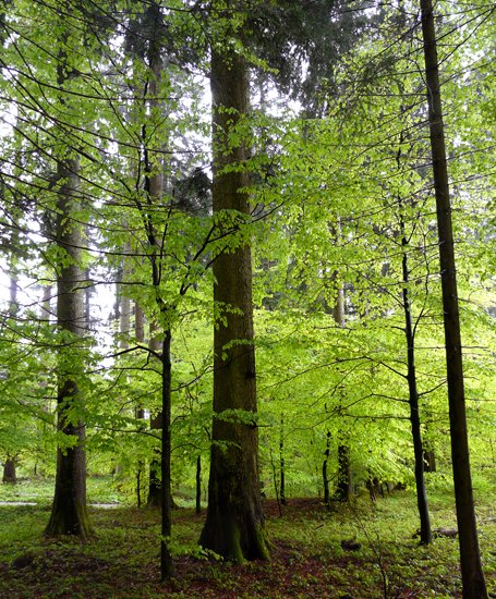 Wander-Tanne