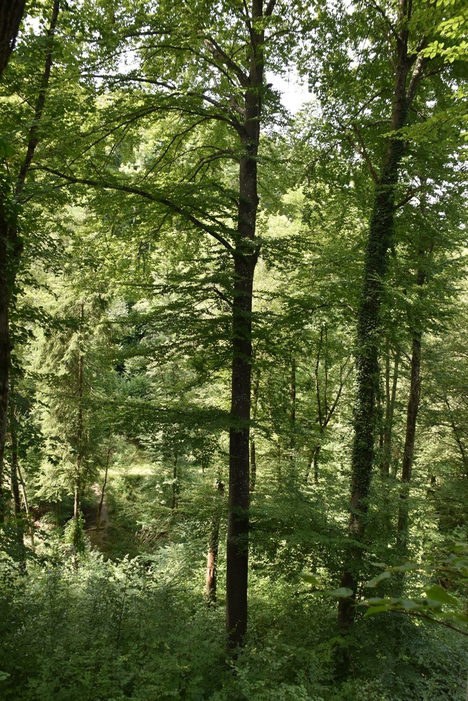 Tusigfüessler-Buche