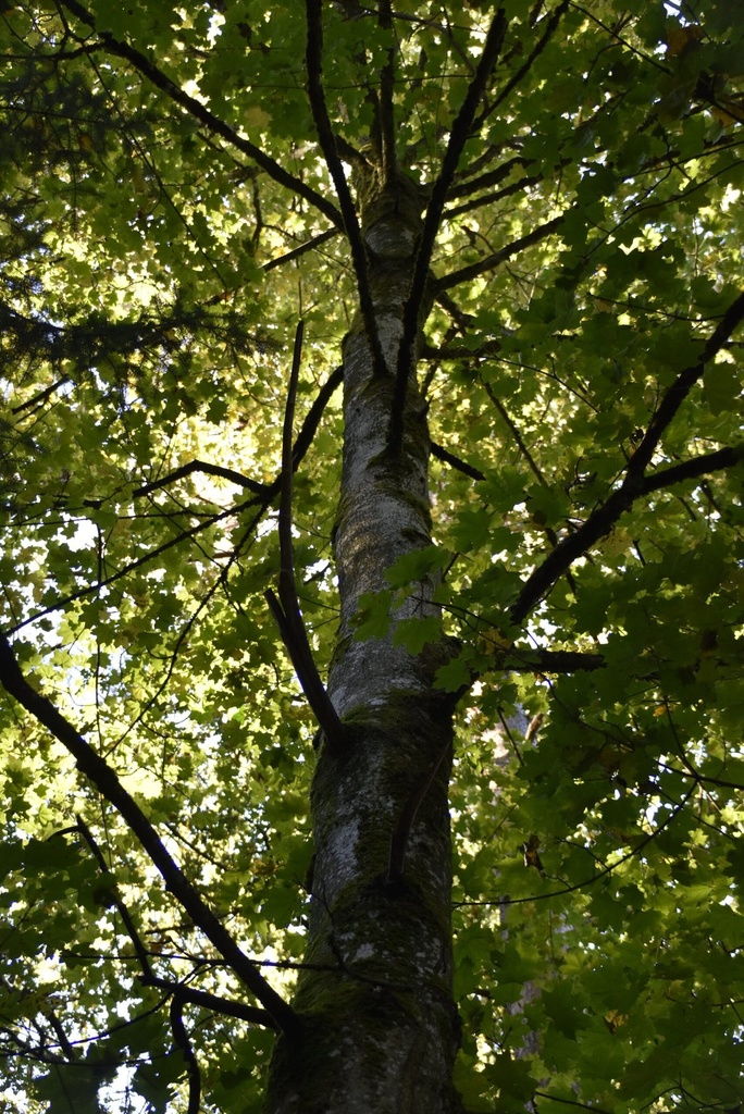 Sunnestrahl