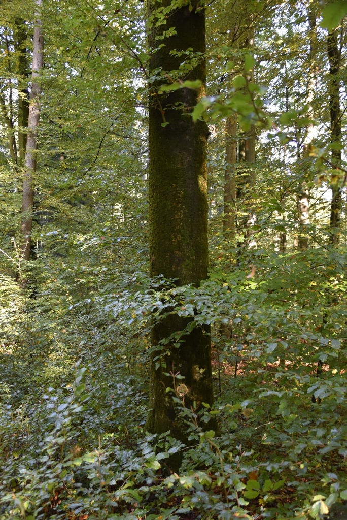 Green-Pillar