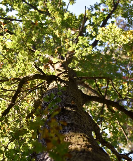 [862015.056] Specht-Eiche
