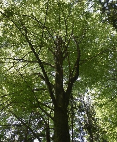 [863019.035] Rotkehlchen