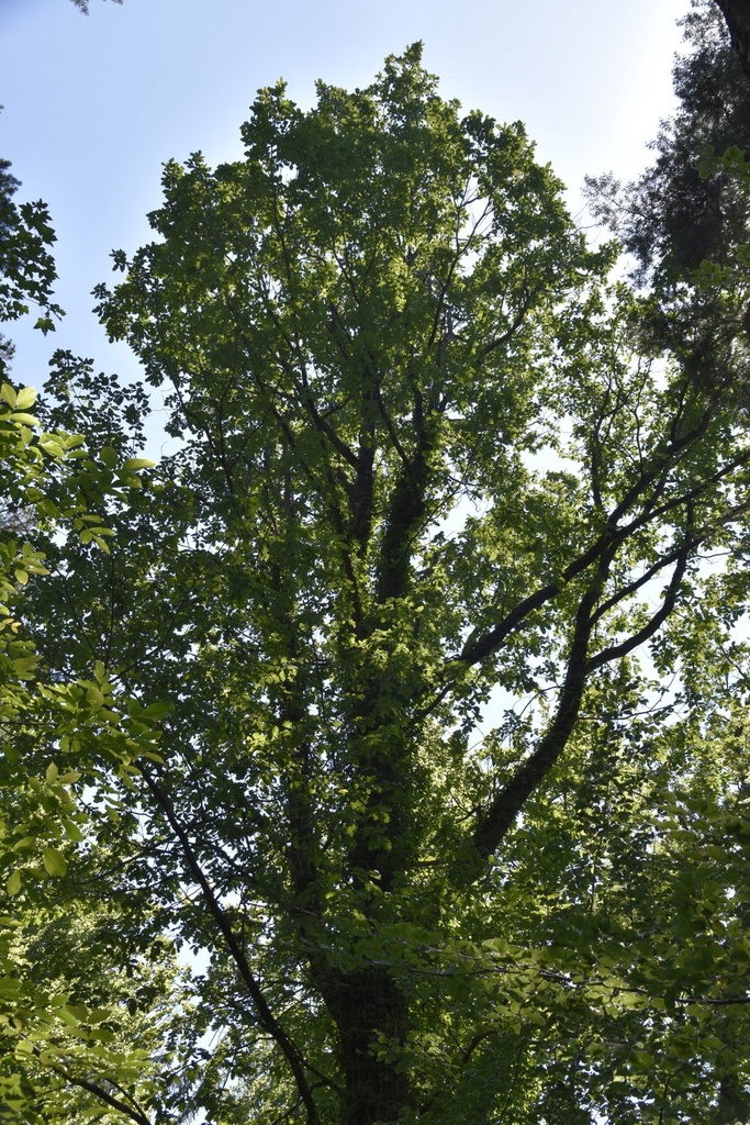 [863019.041] Seidenbienen-Eiche