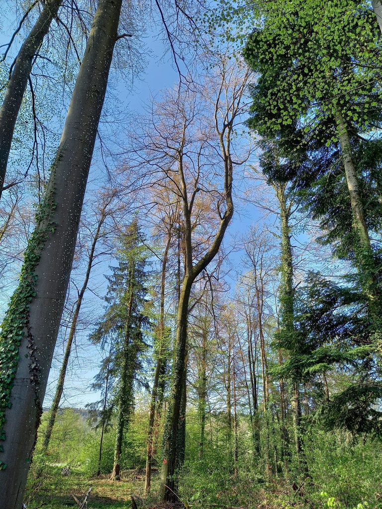 [804621.023] Schwung-Buche