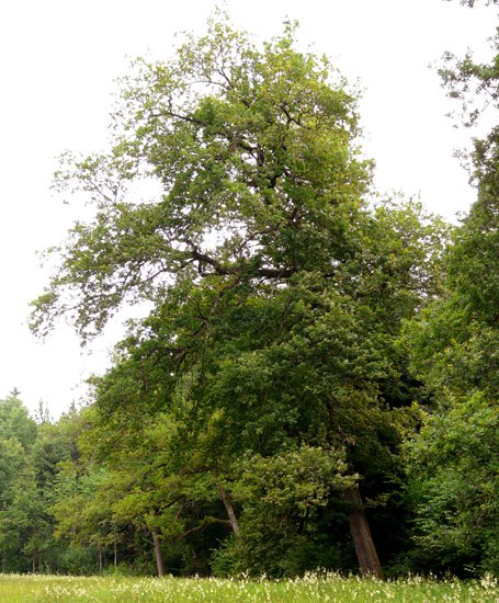 [834013.010] Die-schiefe-Eiche-vom-Hinwilerried