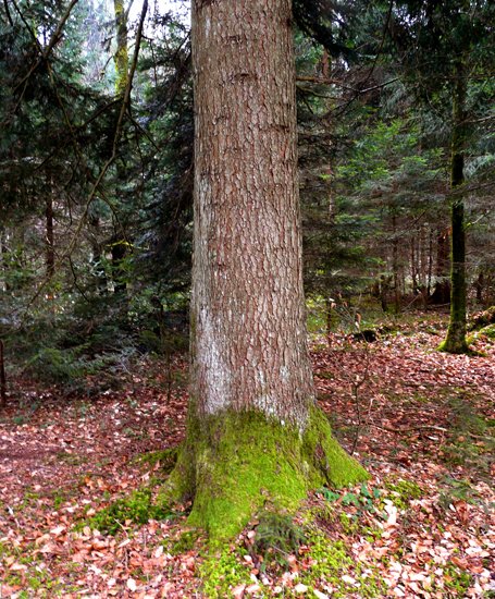 [834014.044] Grünsocken-Tanne