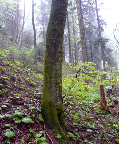 [834014.092] Schlangen-Buche