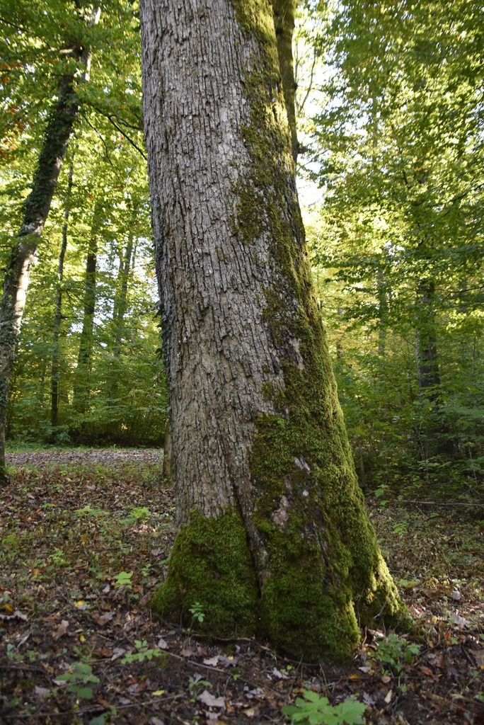 [860019.032] Hirschkäfer-Eiche